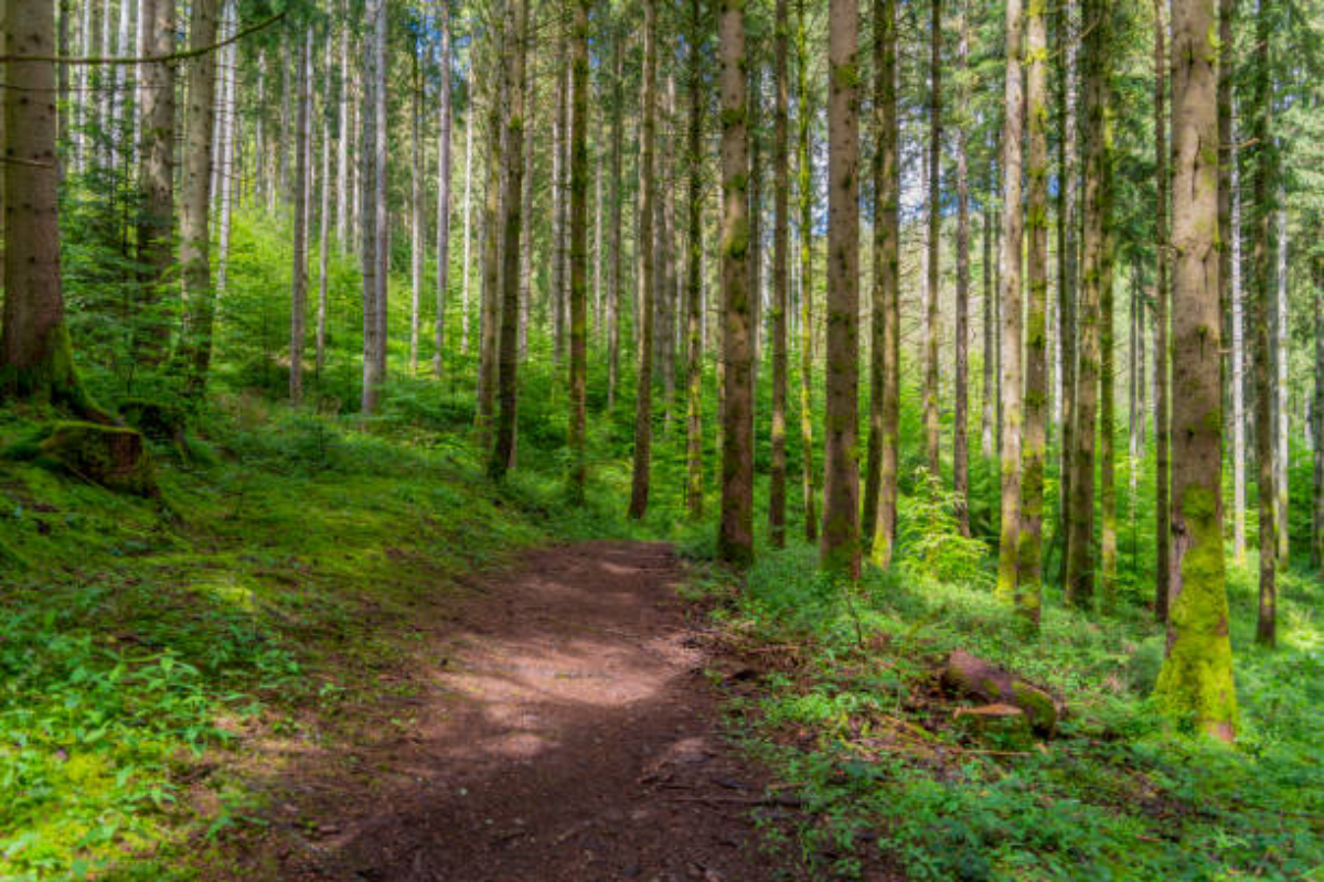 Sentier de randonnée en forêt dans les Vosges, parfait pour un week-end nature.