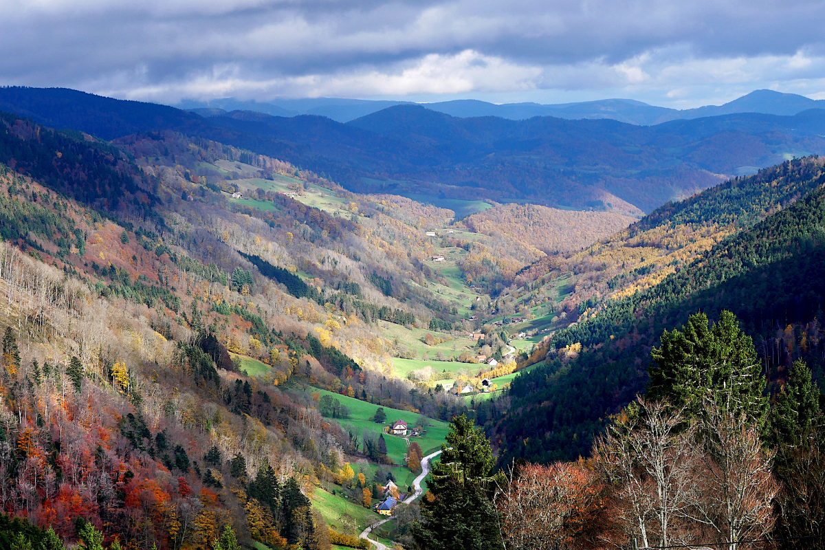 Forêt vosgienne majestueuse et calme autour de Laveline-du-Houx, idéale pour la détente des seniors en semaine.