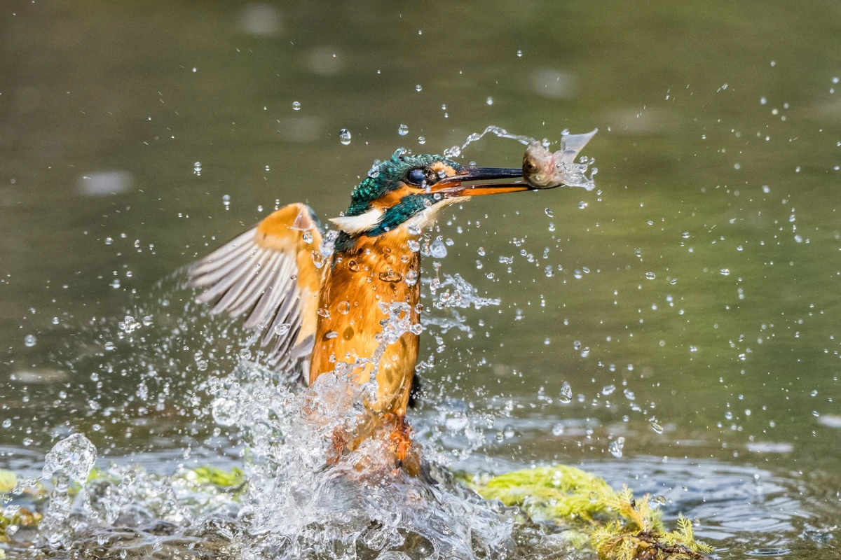 Martin-pêcheur en plongée sur la Moselle vosgienne