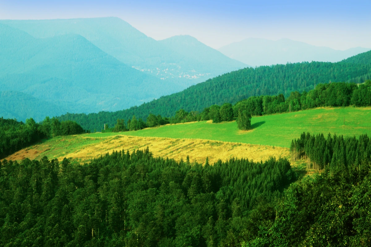 Panorama sur la nature sauvage et les forêts des Vosges depuis la terrasse du Domaine de la Répandise.