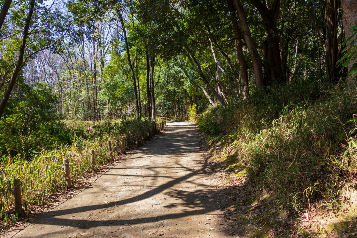 Forêt vosgienne avec sentiers de randonnée pour famille, Vosges