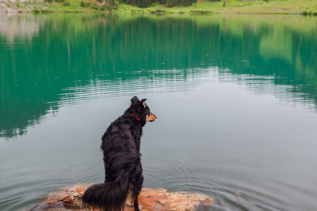 Chien en balade en forêt dense au bord d'un lac vosgien (Gérardmer ou Longemer).