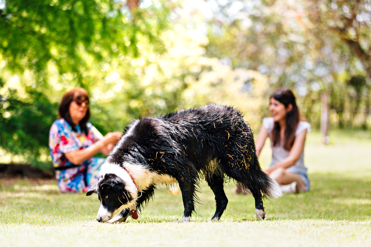 Chien profitant du jardin clos au Domaine de la Répandise dans les Vosges avec sa famille.